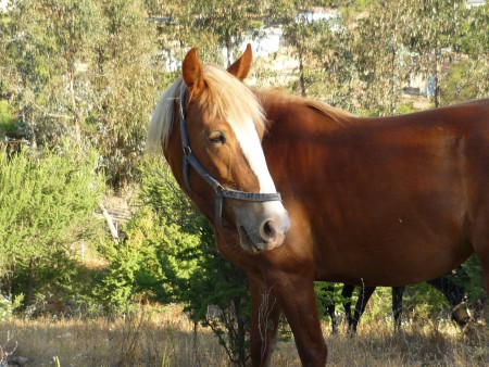 Jacinta